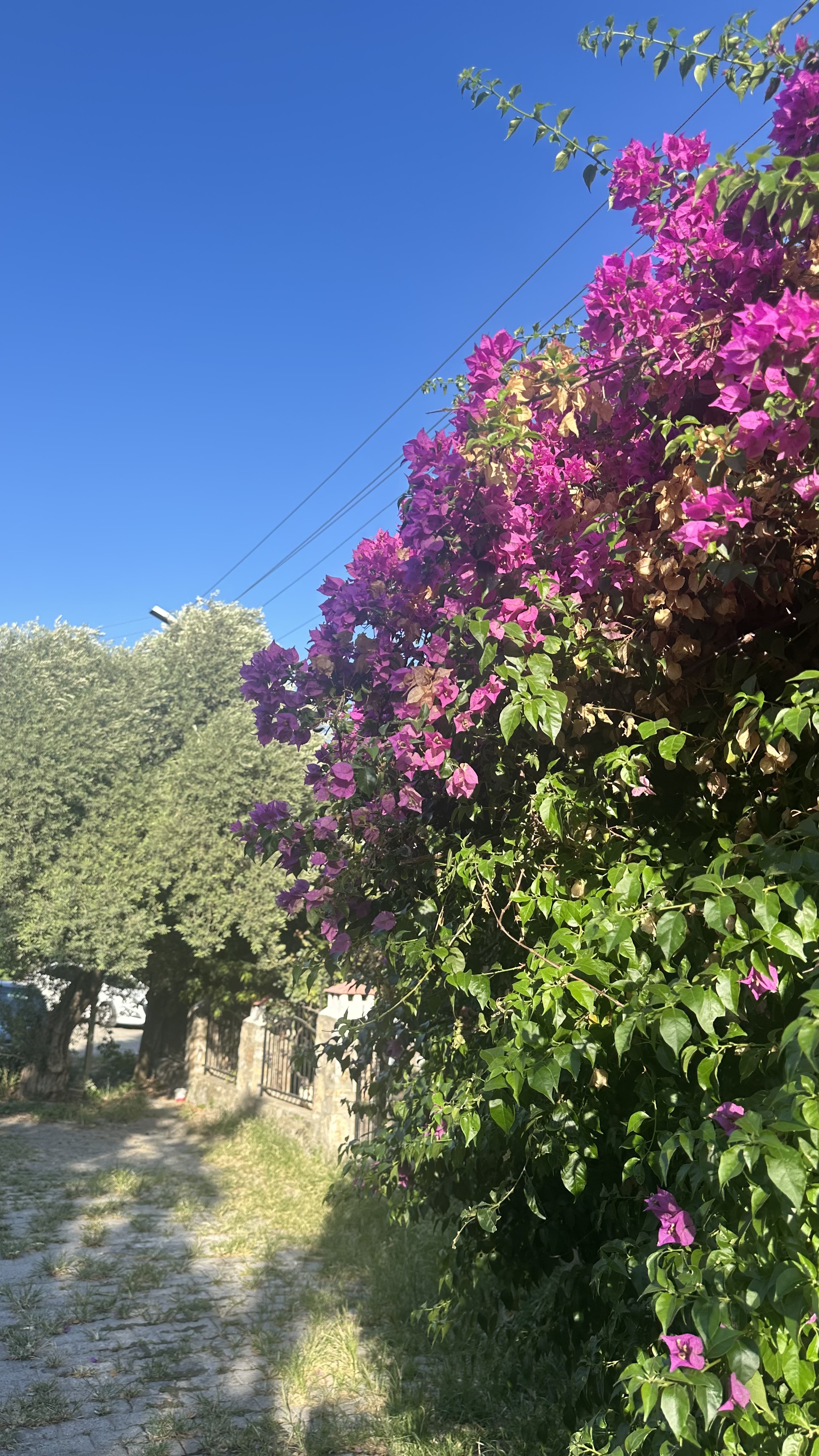 Begonvilli bir Akyaka sokağı